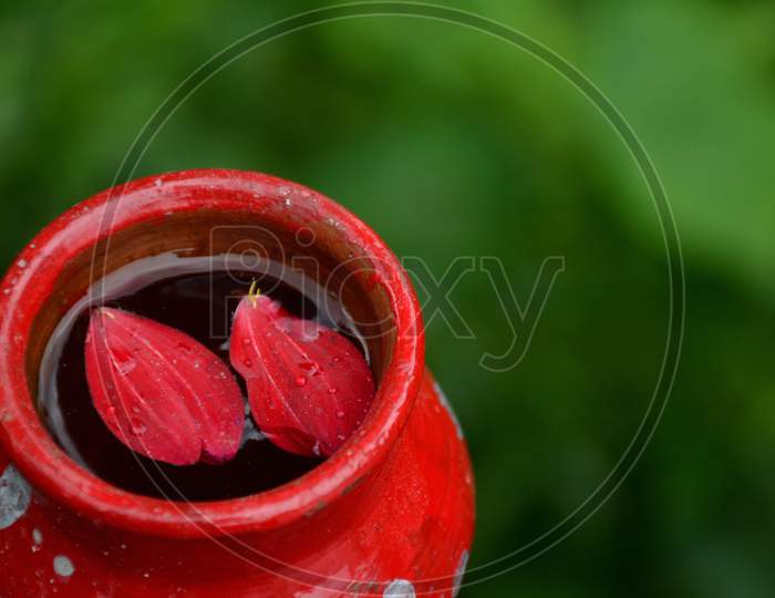 the red flower leaf with water in the clay pot