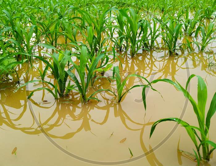 The Rain Which It Rains In  Millet Plants Field In The Rain Season In India