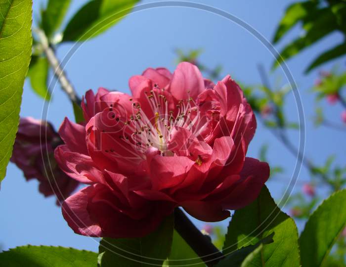 Double-petaled peach flowers, common flowers and leaves bloom