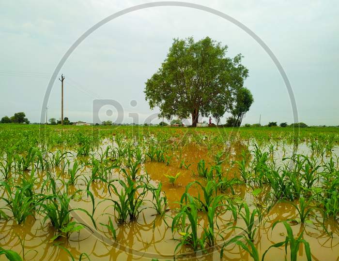 The Millet Plant Field With Bodhi Tree Is Flooded Due To Heavy Rains