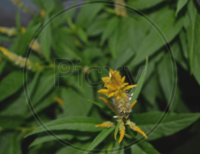 Selective Focus Of Tropical Flower With Yellow