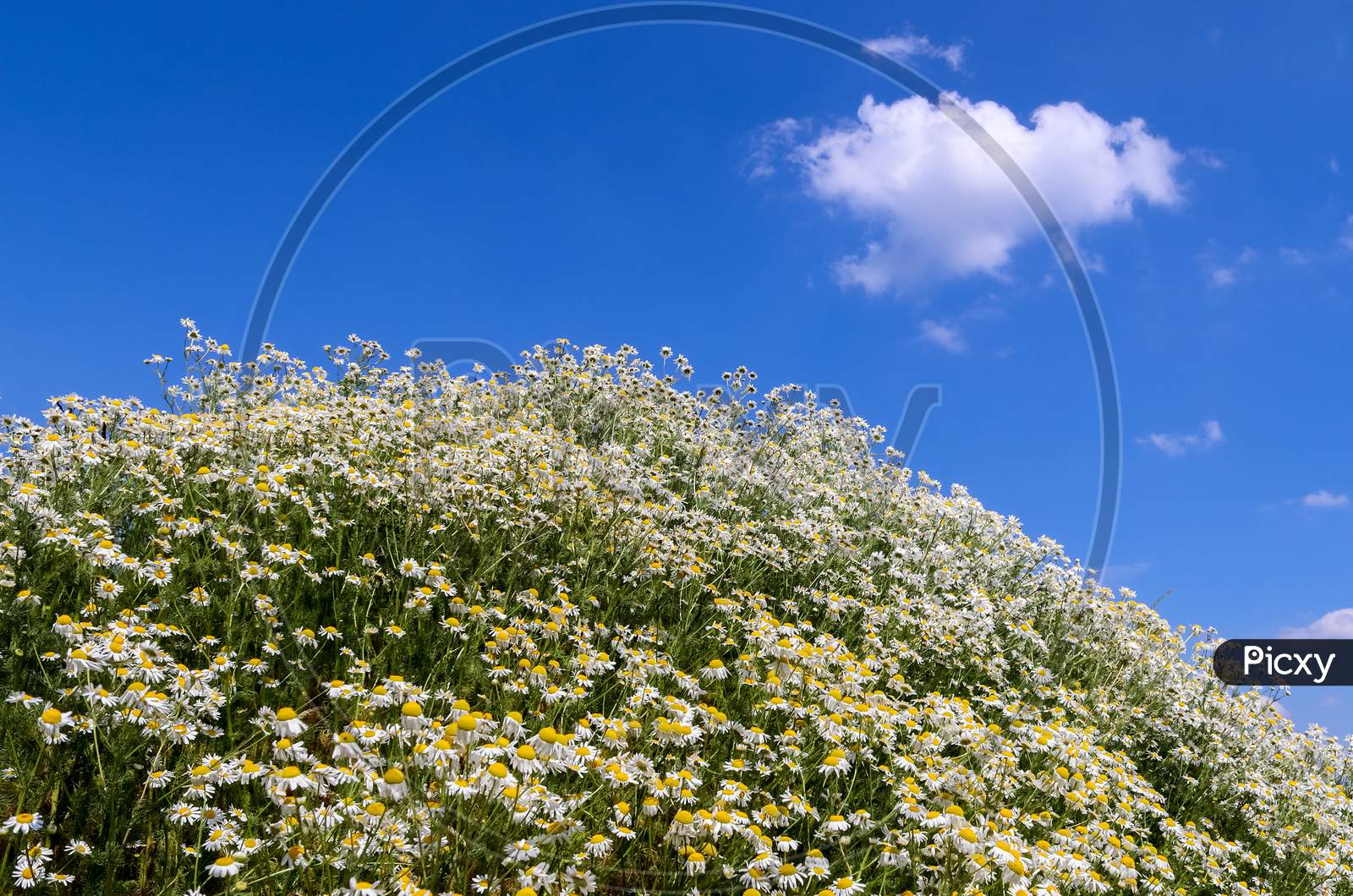 White garden daisy in a floral summer background. Leucanthemum vulgare. Flowering chamomile and gardening concept in a beautiful nature scene with blooming daisies