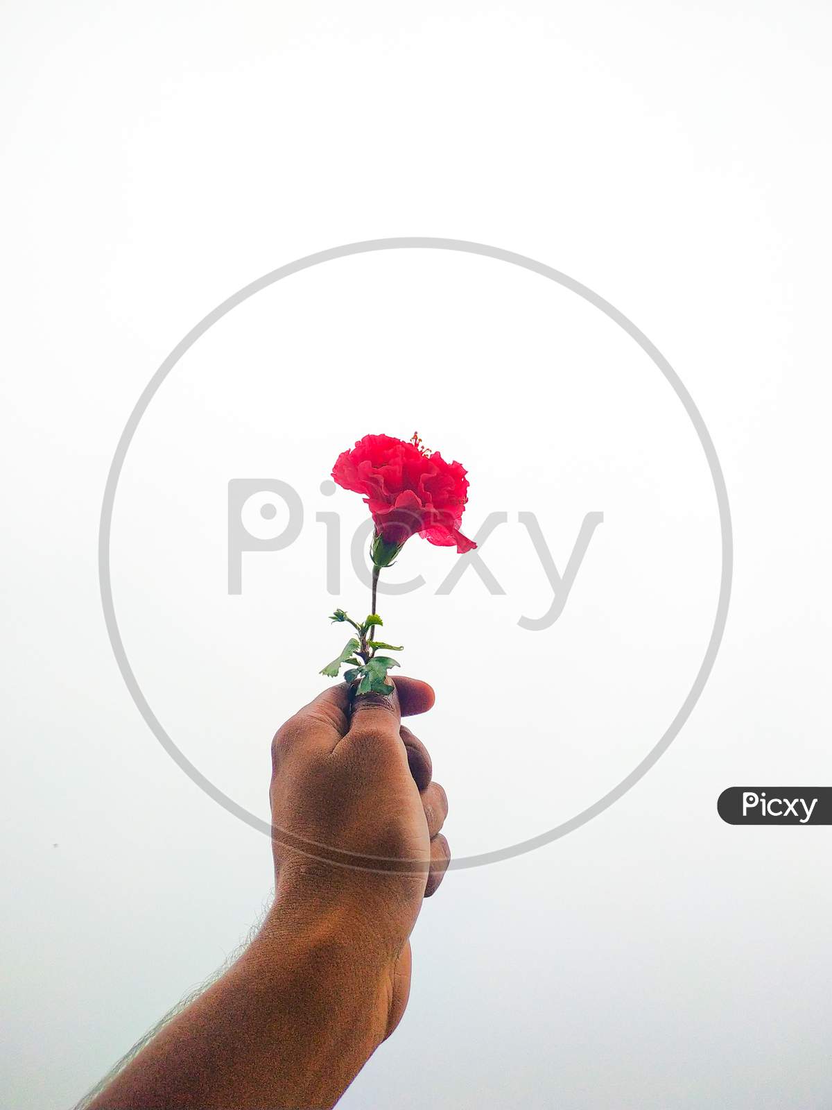 Beautiful Red Flowers In The Hands Of A Boy On A White Background