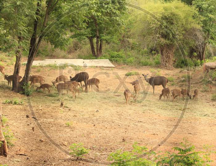 Herd of spotted deer eating grass and drinking in forest