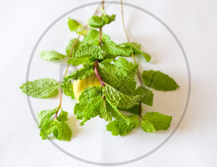 Mint leaves with branch