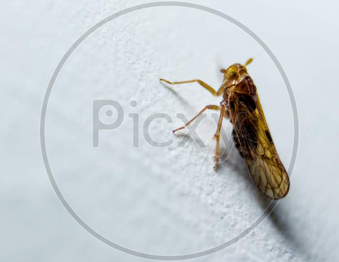Close-Up Of Owlet-Moth (Spirama Retorta) Micro Moth On A White Background.Small Pyralid Moth, An Insect In The Family Pyralidae, Dirty Mosquito Wire Screen Background