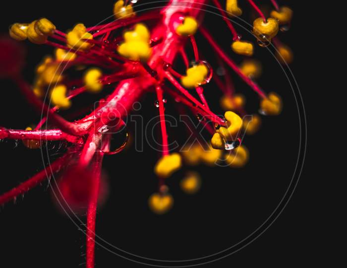 Red Hibiscus Rosa Flower Close Up Macro Shot With Water Drops - Sinensis, Colloquially As Chinese Hibiscus, China Rose, Hawaiian Hibiscus, Rose Mallow & Shoeblackplant, Species Of Tropical Hibiscus,