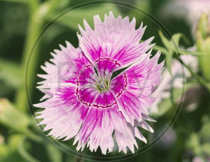 A View Of Single Sweet William Flower On Natural Background