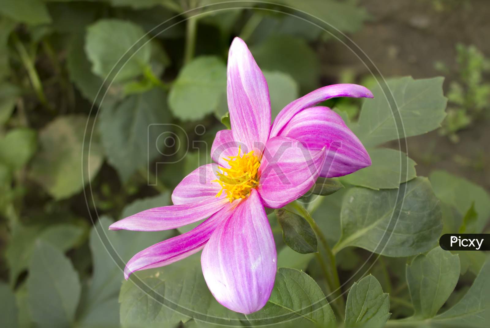 Single Flowered Dahlia In Natural Background