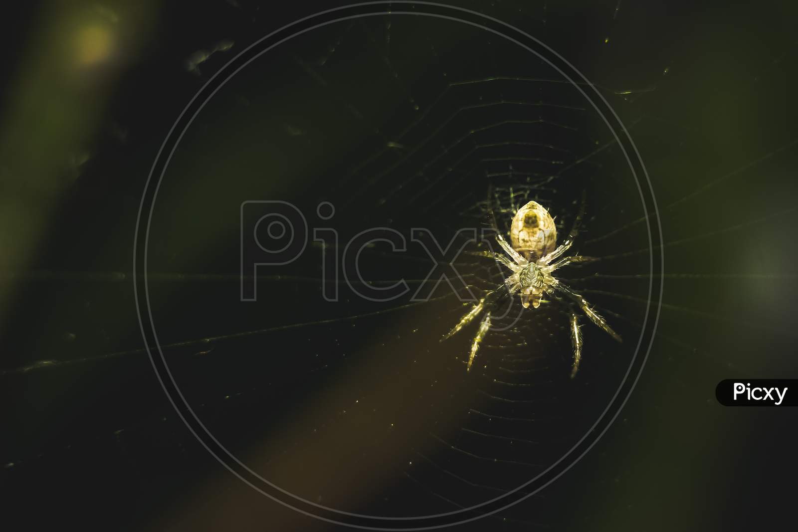 Spider On Web On Closeup Macro Photography. Small Spider On It Own Make Web Isolated On Dark Green Background. Unfinished Spider Web On Straight Line.