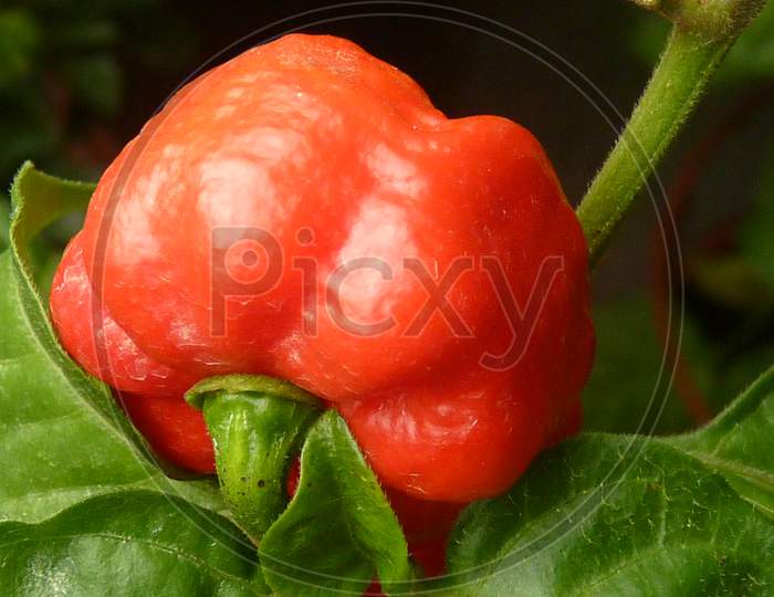 Trinidad Scorpion Butch T pepper