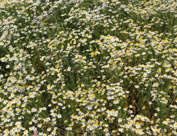 White garden daisy in a floral summer background. Leucanthemum vulgare. Flowering chamomile and gardening concept in a beautiful nature scene with blooming daisies