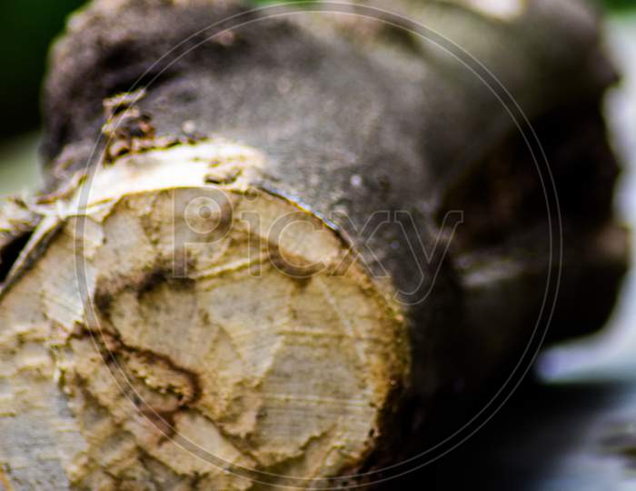 A piece of wooden log