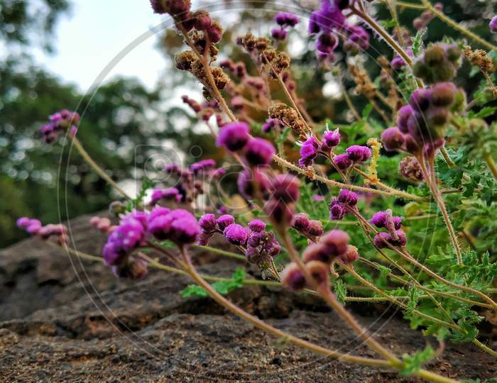 Violet Color Small Flower Plant.