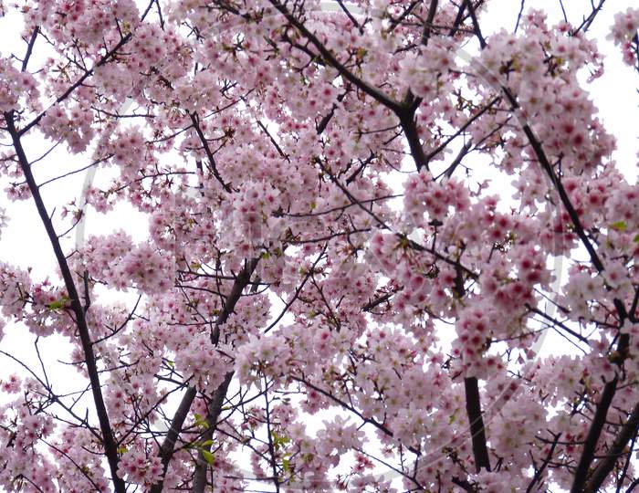 Cherry blossoms，Sakura，櫻花