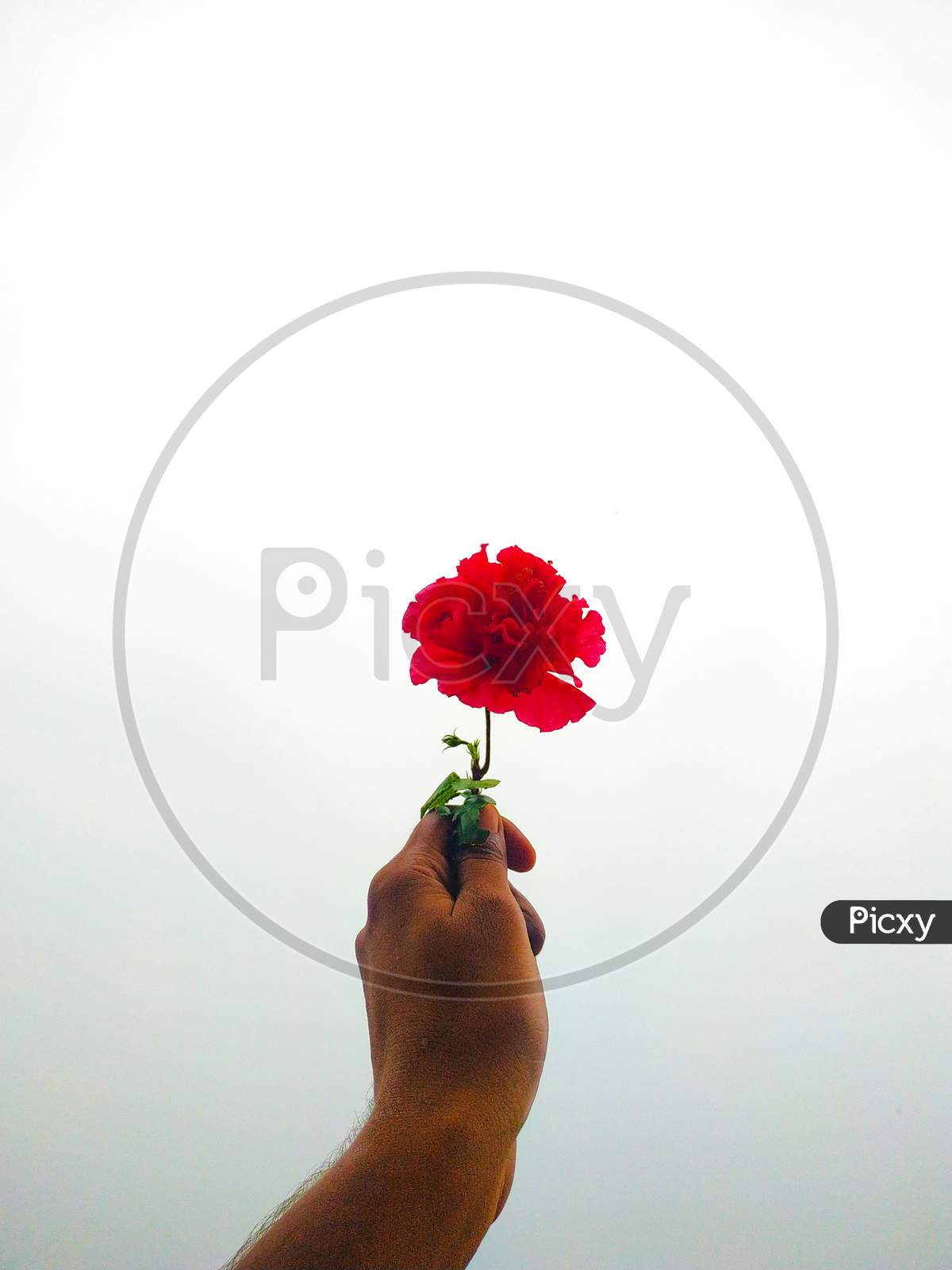 Red Flowers In The Hands Of A Boy On A White Background