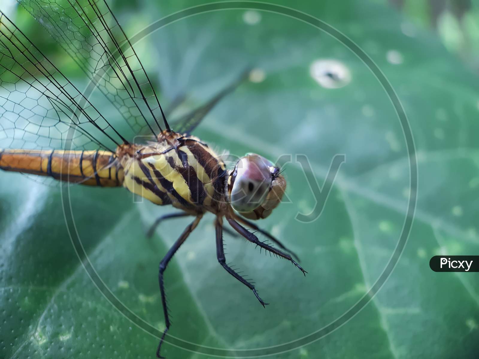 A Beautiful Dragon Fly Is Perched On The Leaves Of A Green Tree. This Is A Garden.