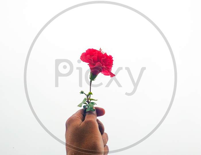 Beautiful Red Flowers In The Hands Of A Boy On A White Background