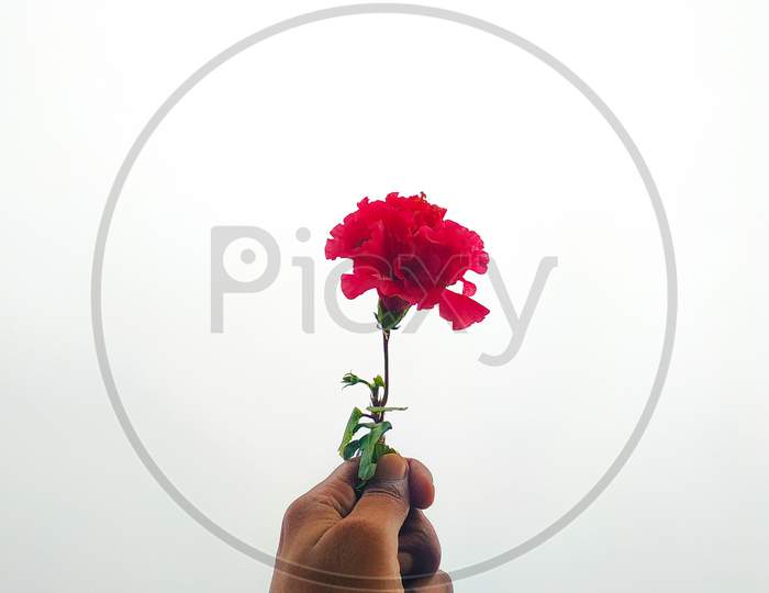Hand Holding Red Flower