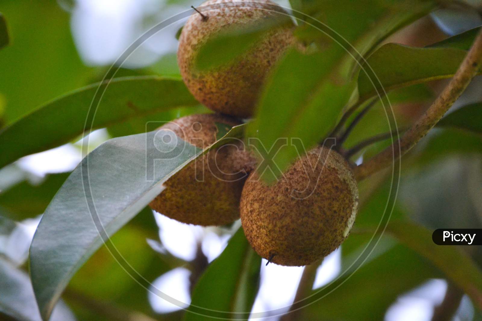 a grown chikoo fruit on a tree branch