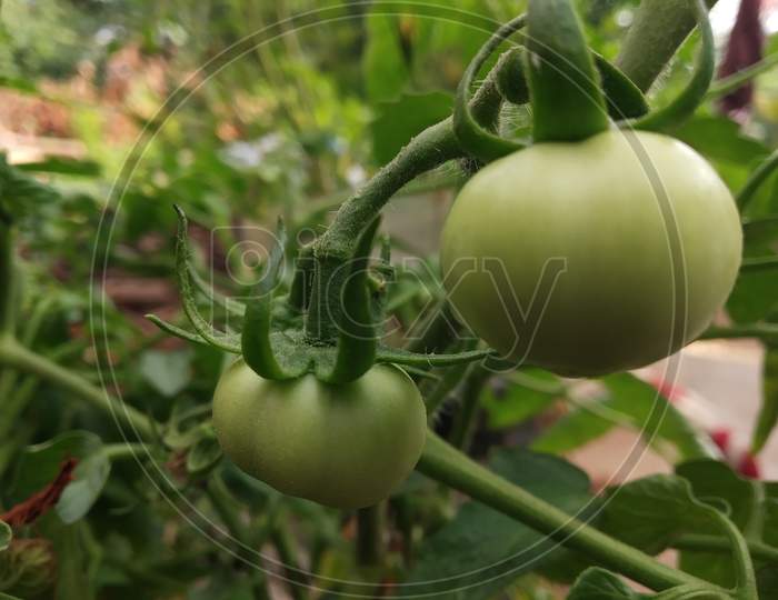 Country Tomato green