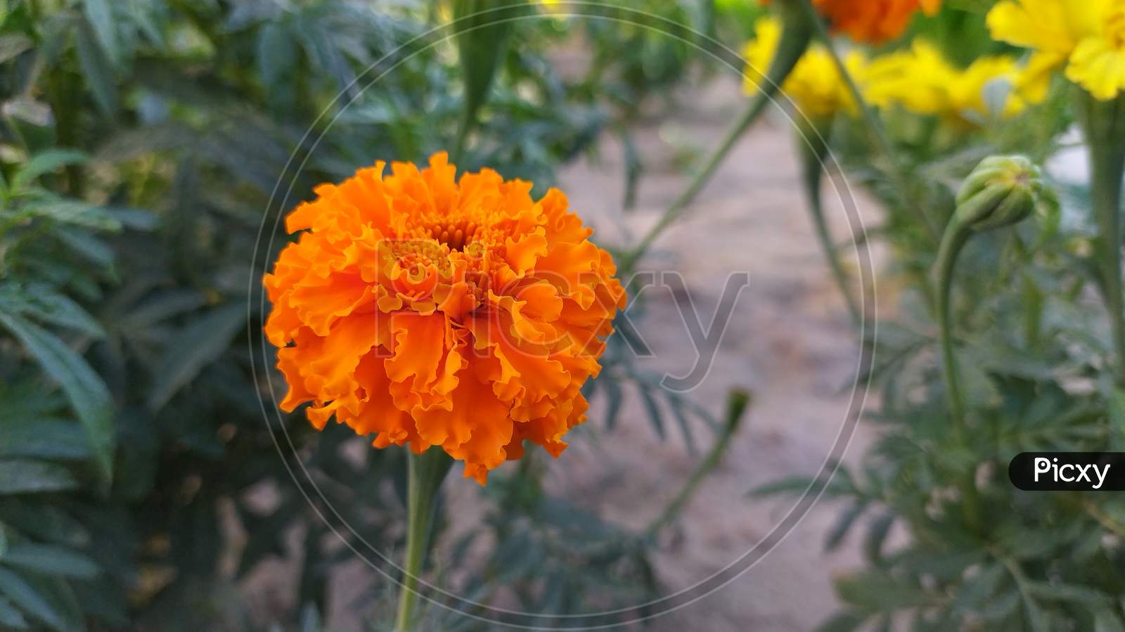 Gilly Flower, Yello flower, Mexican marigold, Aztec marigold, Tagetes erecta
