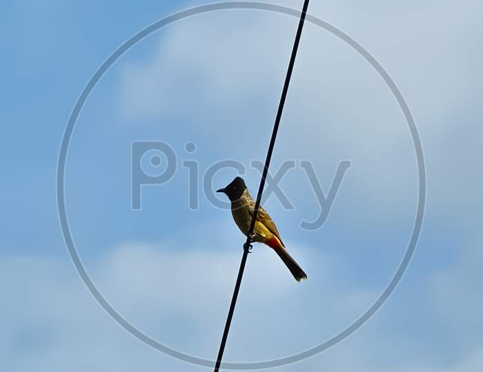 A bird on wire