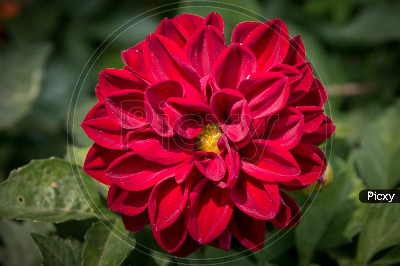colorful Red Dahlia flower bloom