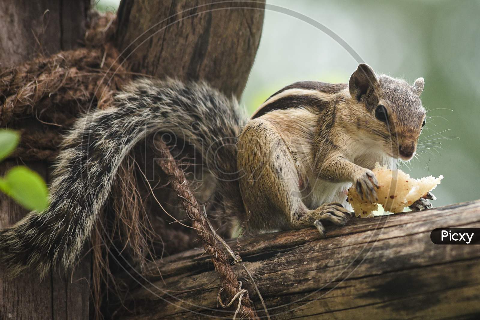 An Indian squirrel eats food in Vijayawada.