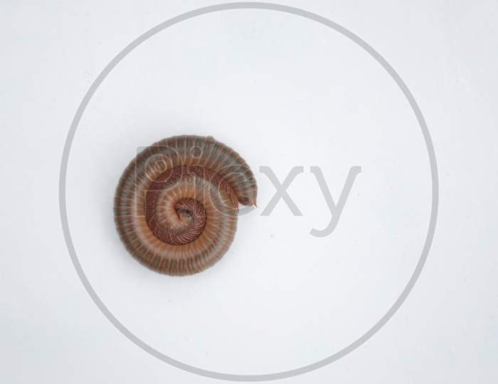 the brown color millipede isolated on white background.