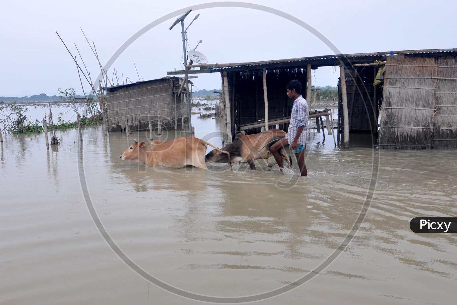 A villager helps his cattle to navigate the floodwater at Puthimari village in Darrang, Assam on July 21, 2020
