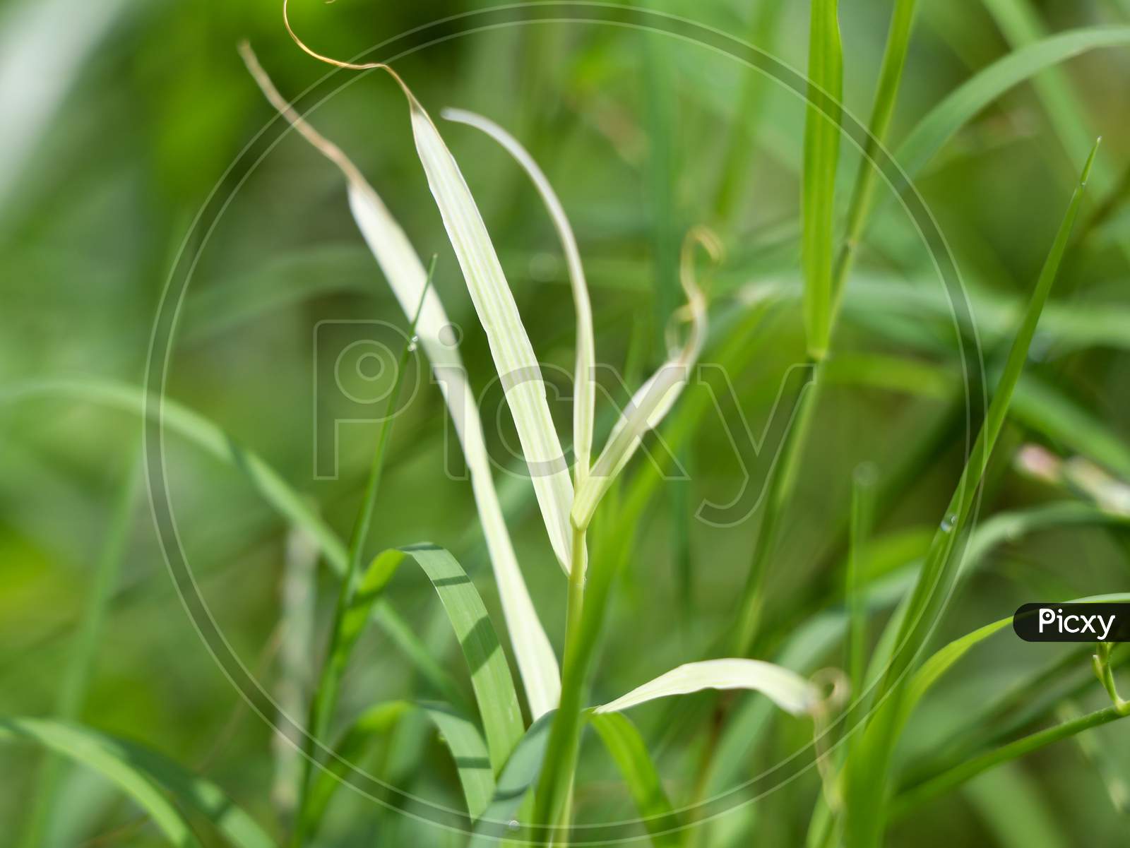 Image of Cynodon Dactylon Or Bermuda Grass In White And Green Color ...