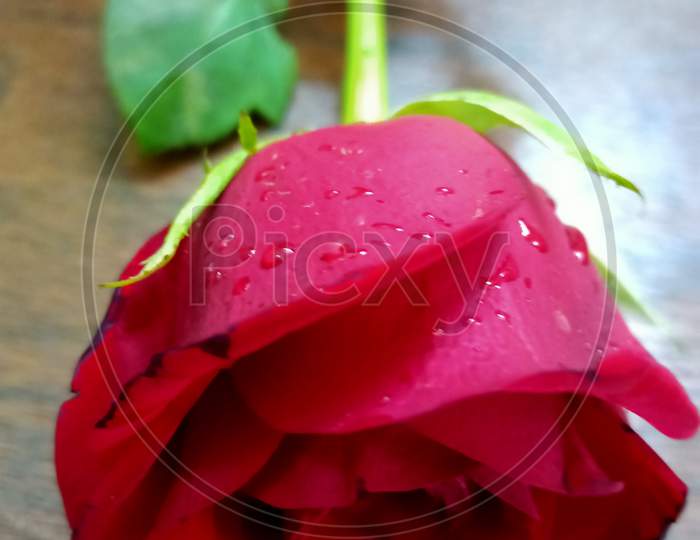 Red Rose with water droplets