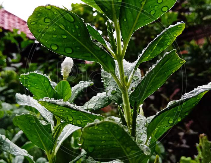 Rain kissed plant