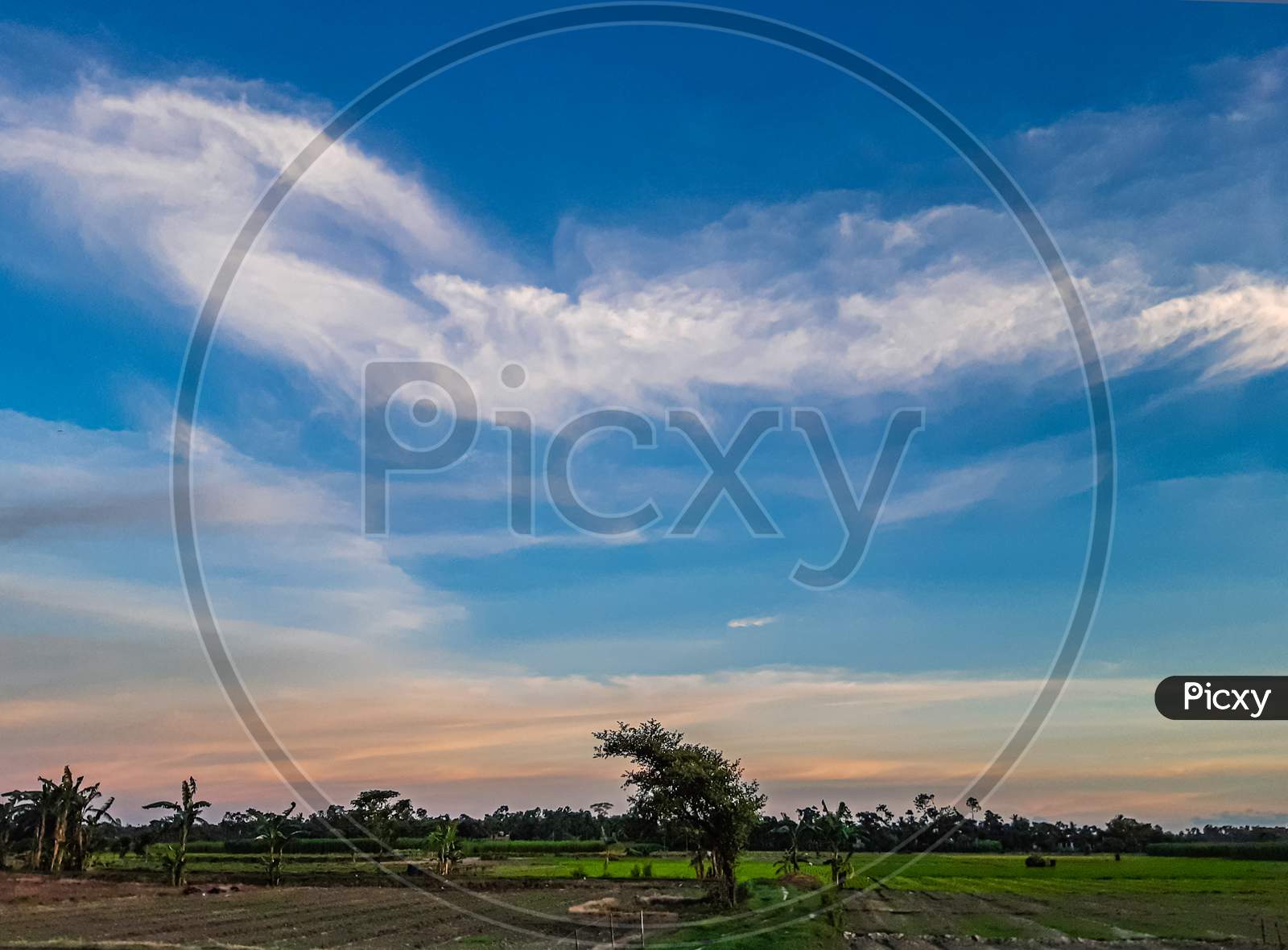 Agricultural Land In Rural India At Sunset. White Clouds In The Blue Sky And A Pair Of Horizon Skies.