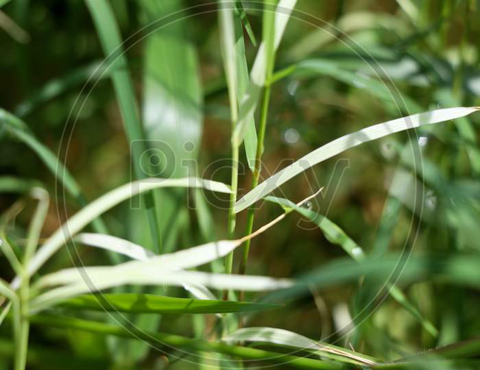 Cynodon Dactylon Or Bermuda Grass In White And Green Color