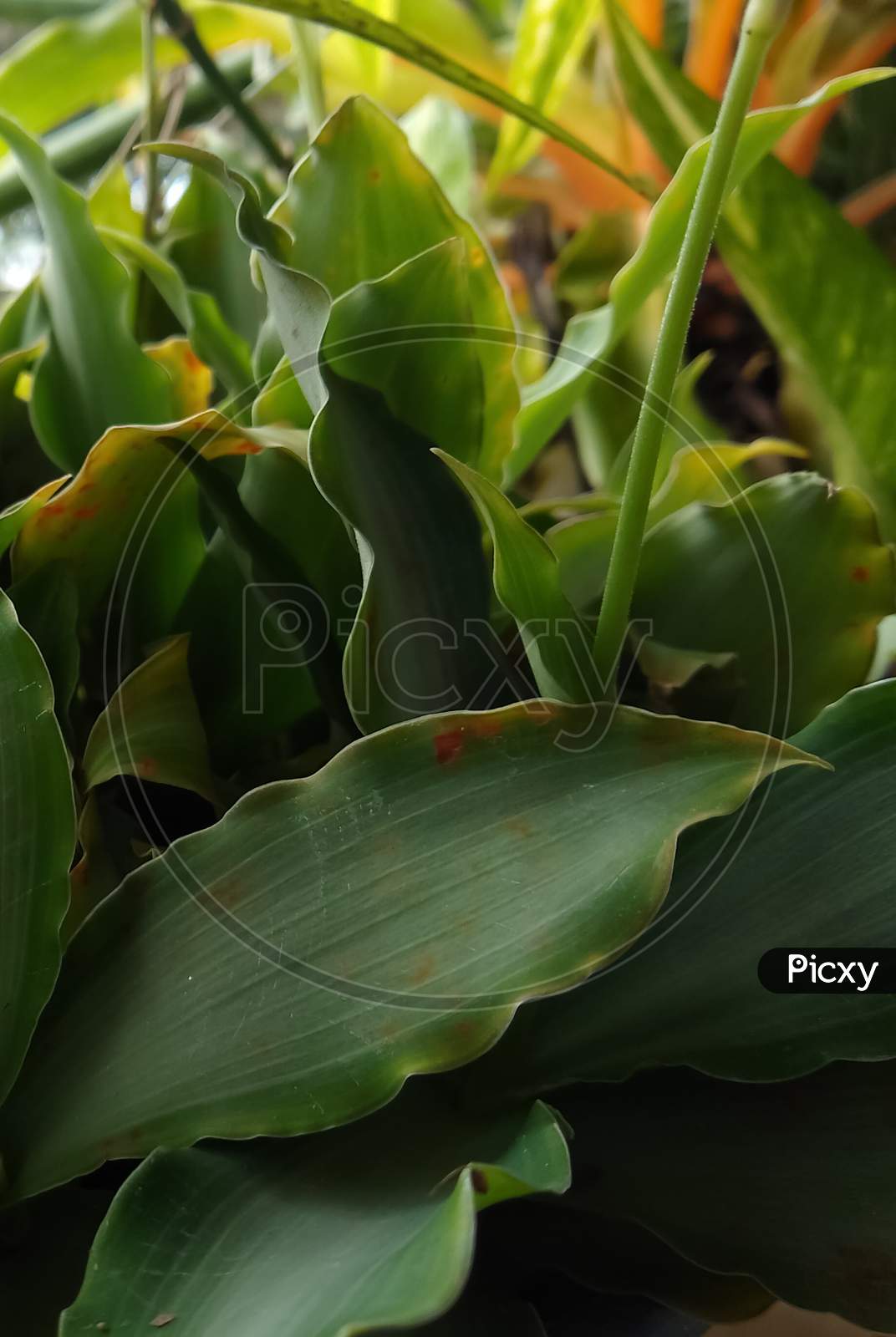 Close-up of a green plant leaves