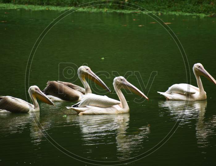 Four Beautiful Geese And Storks Are Swimming On The Water Of A Lake