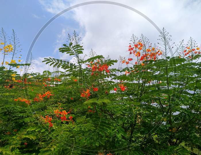 Beautiful red delonix regia flowers with cloudy sky background.