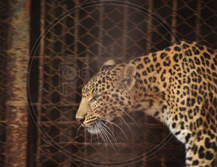 A Large Leopard Is Walking In A Zoo