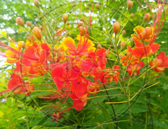 Close-up of beautiful Delonix Regia flowers with green leaves background.