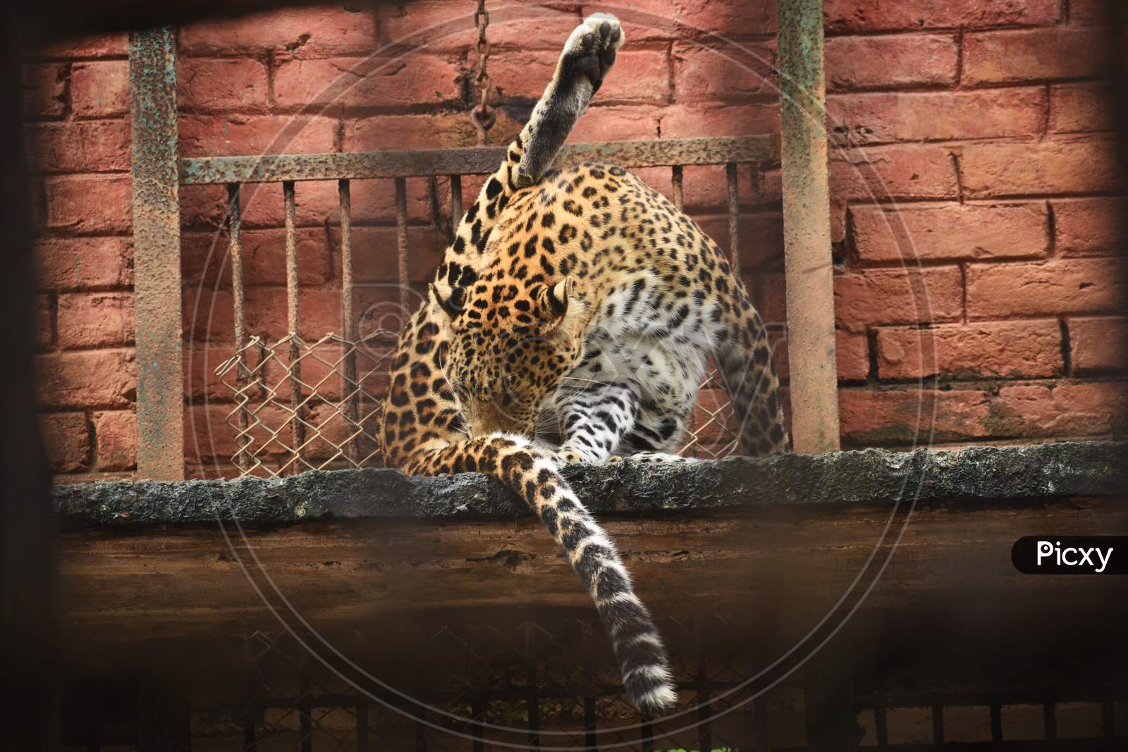 A Leopard In A Zoo Is Licking Its Legs And Body Parts To Cleanup