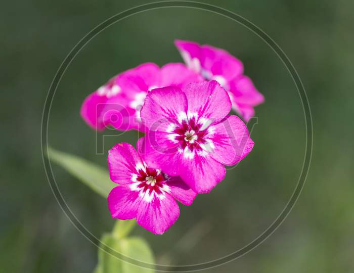 Phlox Flower In Natural Background