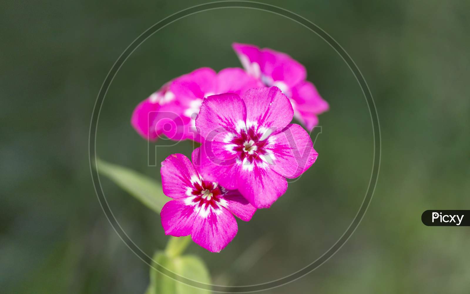 Phlox Flower In Natural Background