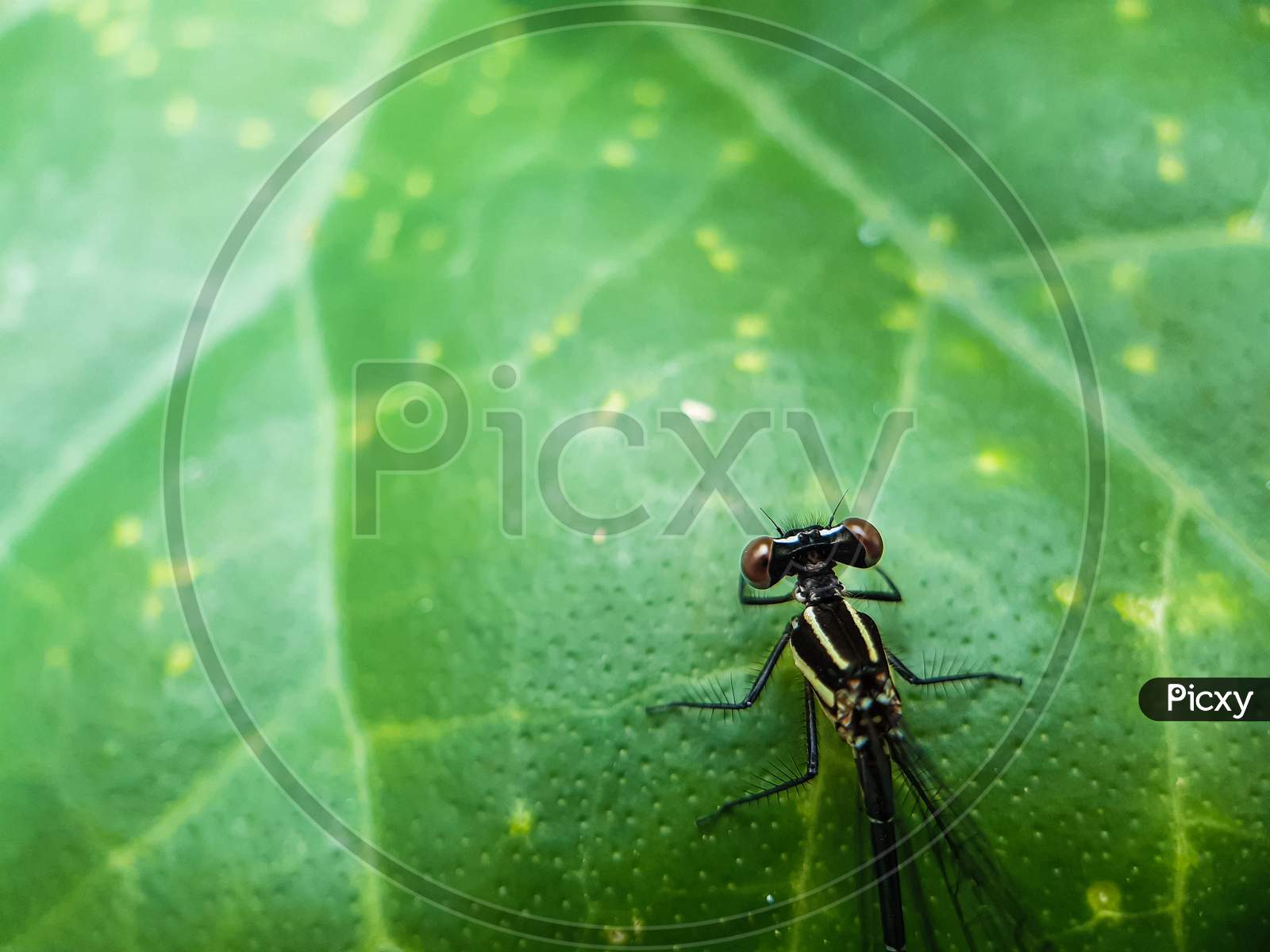 A Beautiful Dragon Fly Is Perched On The Leaves Of A Green Tree. This Is A Garden.