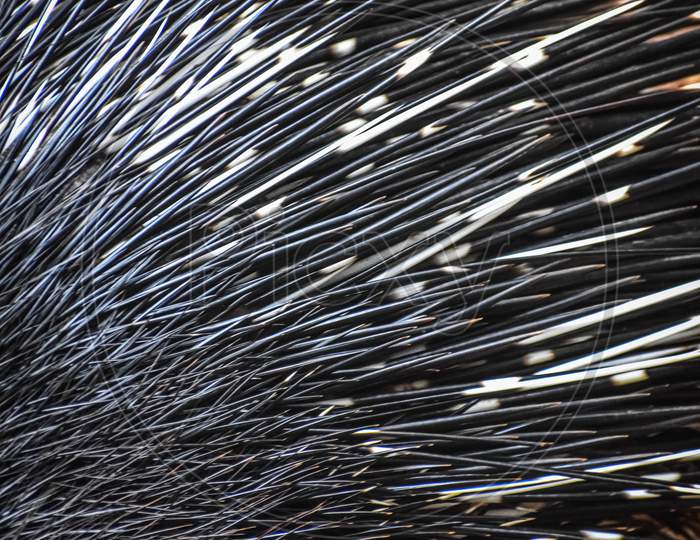 Porcupine spines