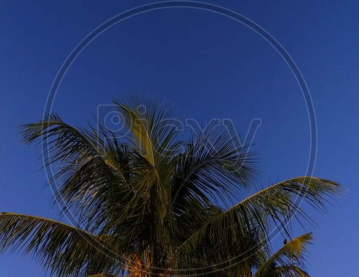 Coconut Tree and Blue sky