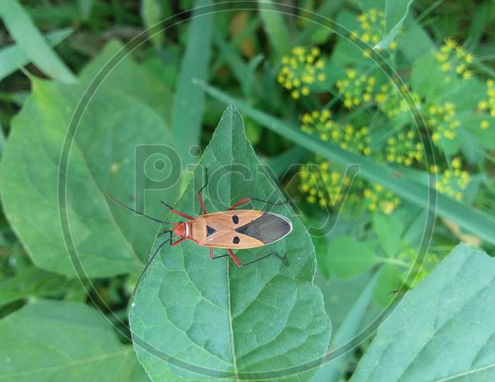 Cotton stainer on branches is considered an important insect Found in cotton plots like biting.