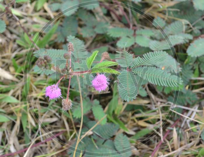 Pink Flower Of Mimosa Pudica Plant