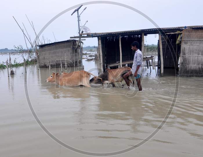 A villager helps his cattle to navigate the floodwater at Puthimari village in Darrang, Assam on July 21, 2020